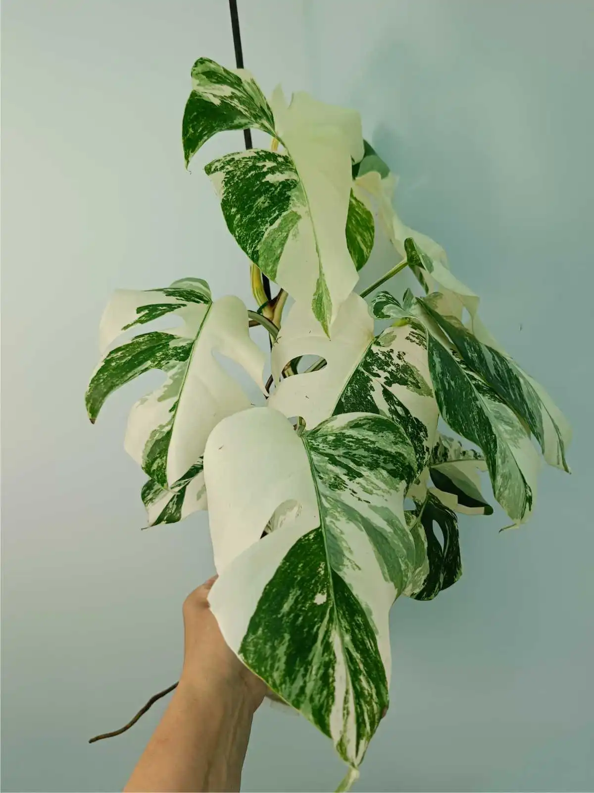 monstera variegata